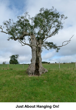 Just about hanging on - tree surviving with a large split along its trunk.