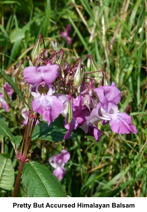 Himalayan Balsam