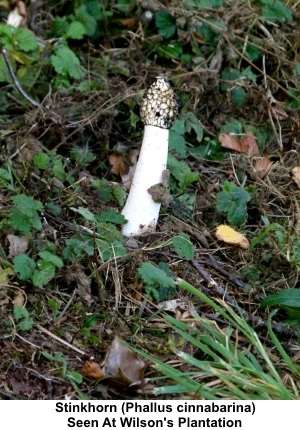 Stinkhorn