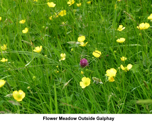 Flower meadow near Galphay.
