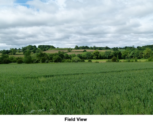 Field view.