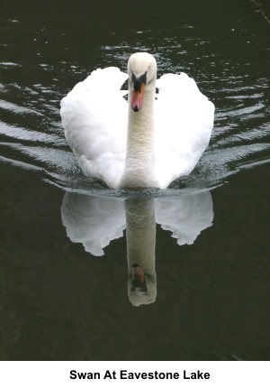 Swan