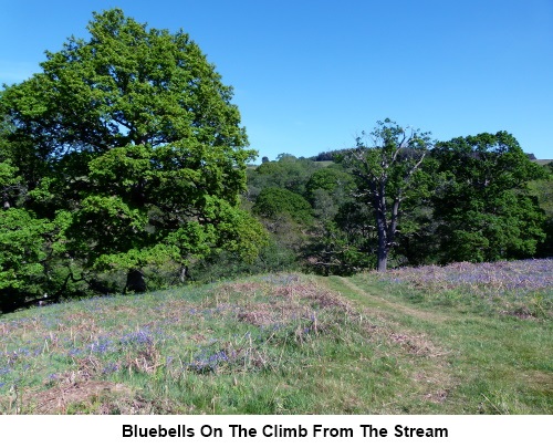 Bluebells seen on the ascent from the stream