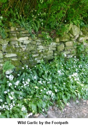 Wild garlic