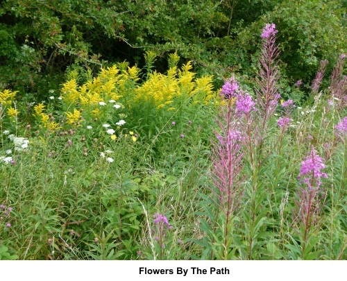 Flowers by the path