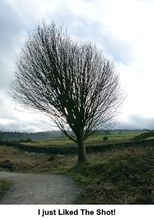 A tree at the side of Fewston Reservoir.