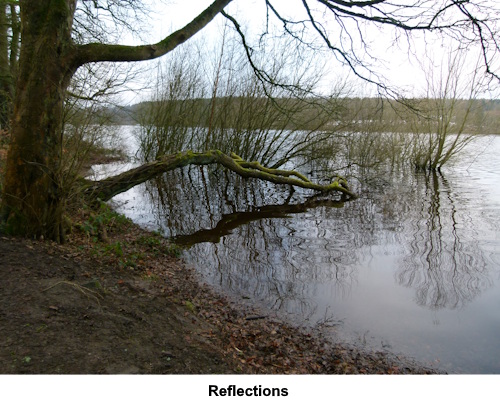 Reflections of a tree in the water of Swinsty Reservoir.