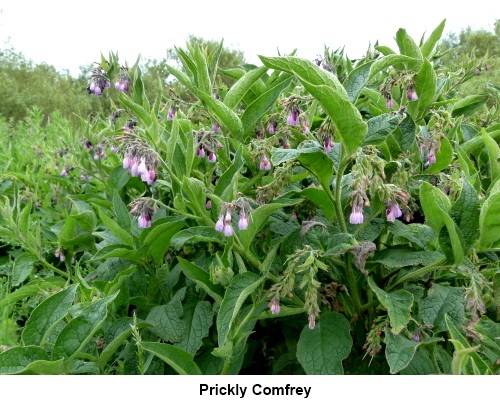 Prickly Comfrey