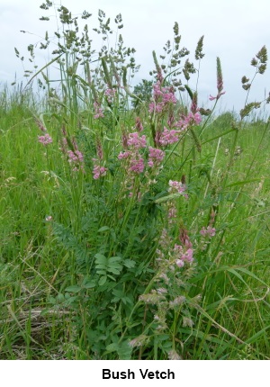 Bush Vetch