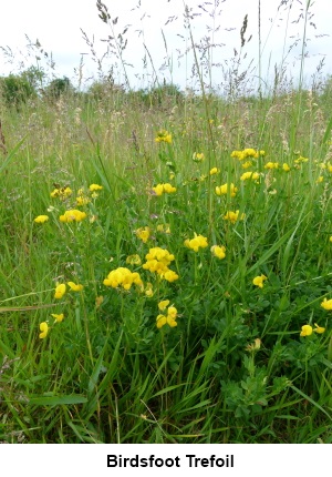 Birdsfoot Trefoil