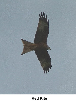 Red Kite