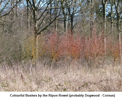 Colourful bushes