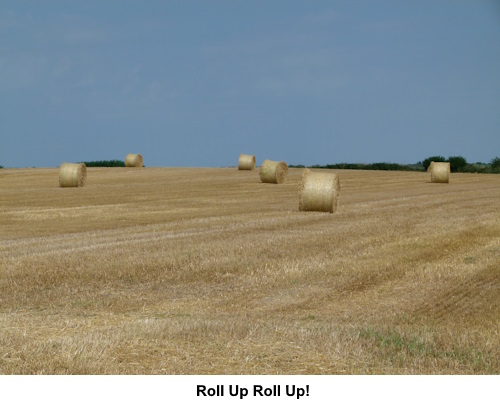 Hay rolls drying in the sun.