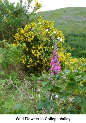 Wild flowers in College Valley.