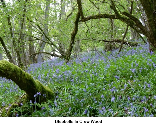 Bluebells in Crew Wood