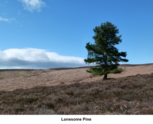 Lonesome Pine