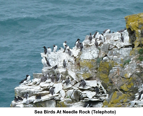 Sea birds at Needle Rock.