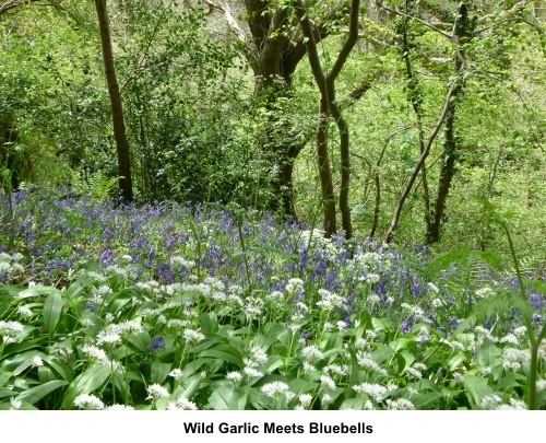 Wild garlic meets bluebells