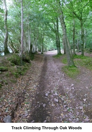 Track climbing through the woods