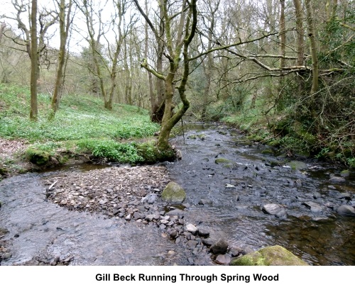 Gill Beck running through Spring Wood