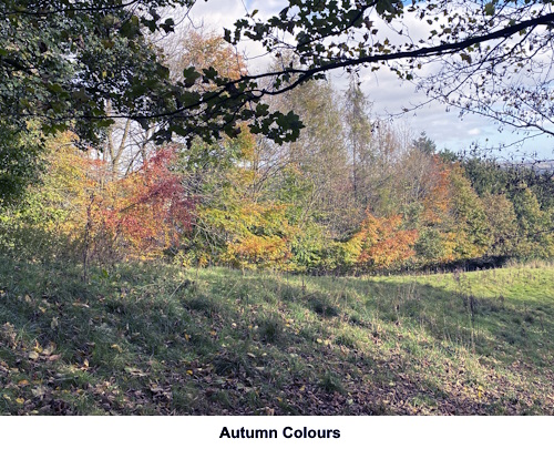Autumn colours.