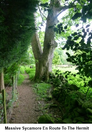 Massive sycamore en route to The Hermit pub