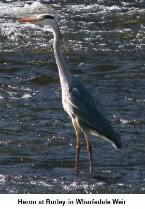 Heron