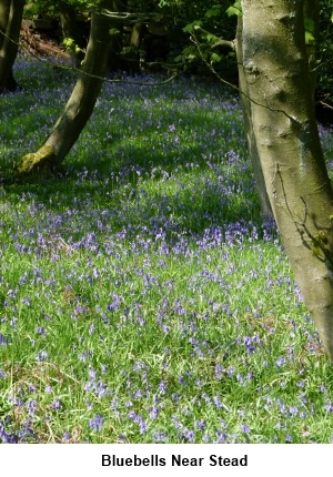 Bluebell wood near Stead