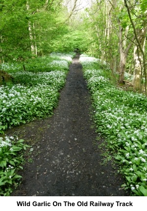 Wild garlic on the old railway track