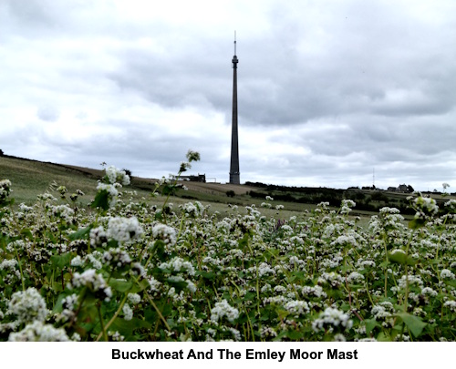 Buckwheat and the Emley Moor mast.
