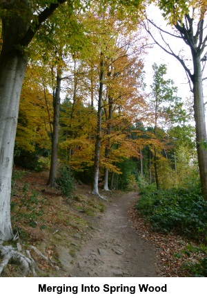 Merging into Spring Wood.