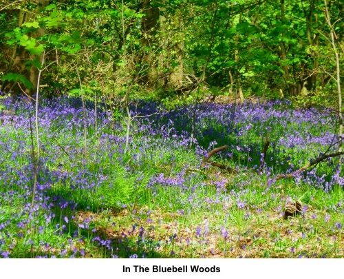 Bluebell woods