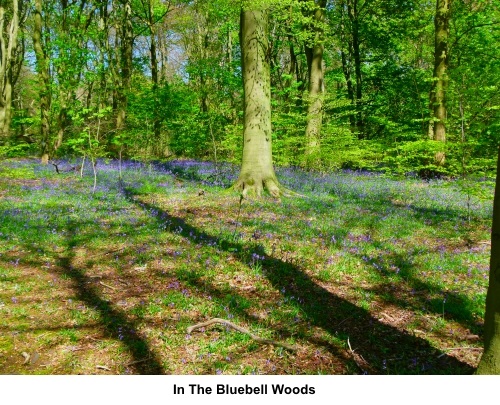 Bluebell woods