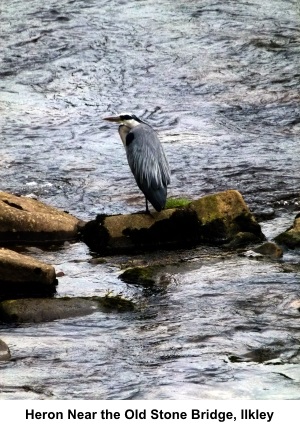 Heron at Ilkley