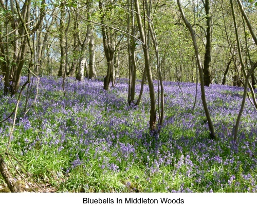 Bluebells in Middleton Woods in Ilkley.