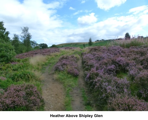 Heather above Shipley Glen