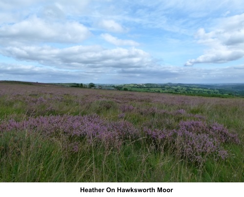 Heather on Hawksworth Moor