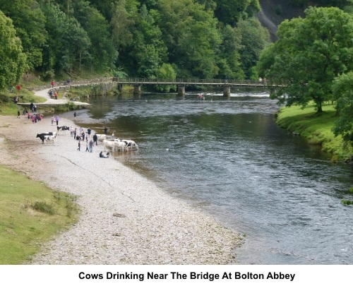 Cows drinking at Bolton Abbey