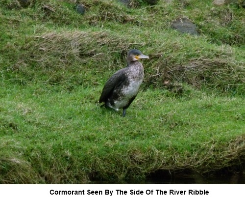A cormorant seen by the River Ribble