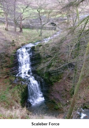 Scaleber Force