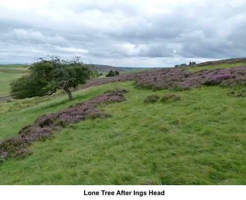 Lone tree after Ings Head