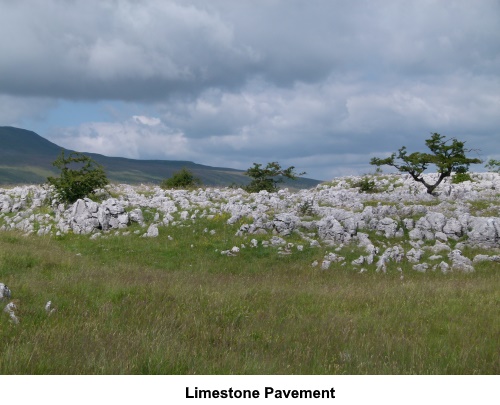 Limestone pavement at Humphrey Bottom.