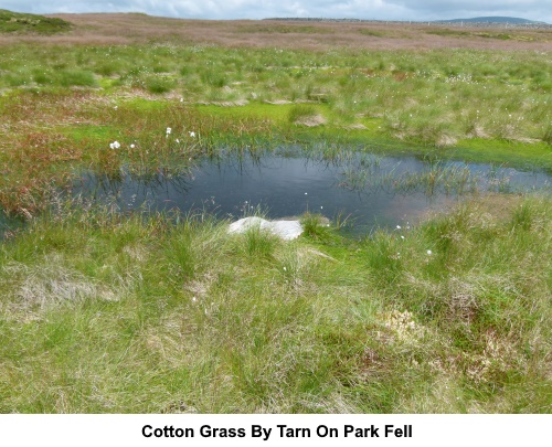 Cotton grass by a tarn on Park Fell.